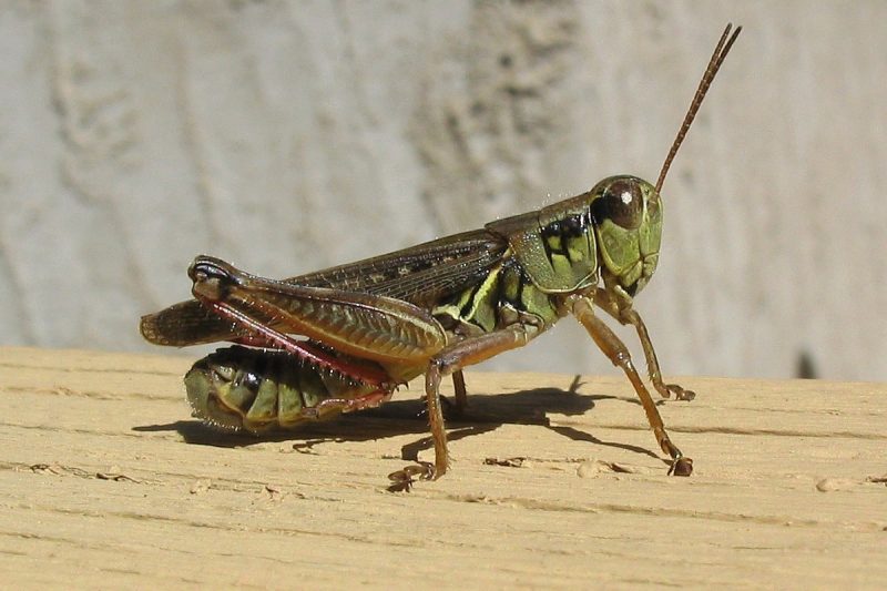 Grasshoppers in Montana