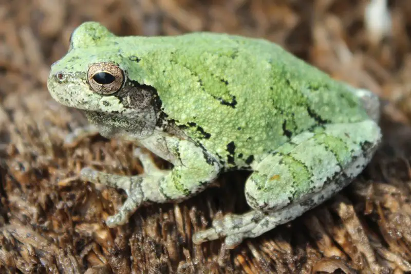 Frogs in Michigan