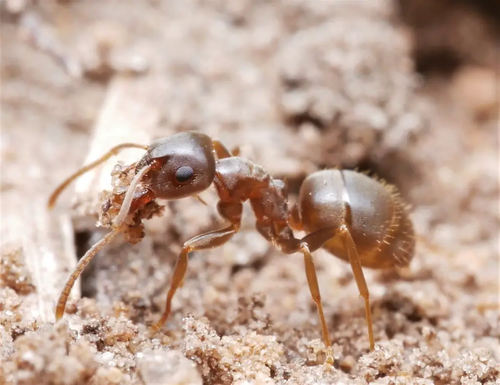 Ants in Massachusetts