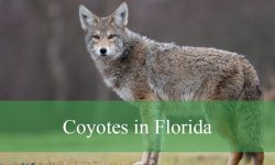 Coyotes in Florida Revealed: Secrets of Their Behavior and Habitat
