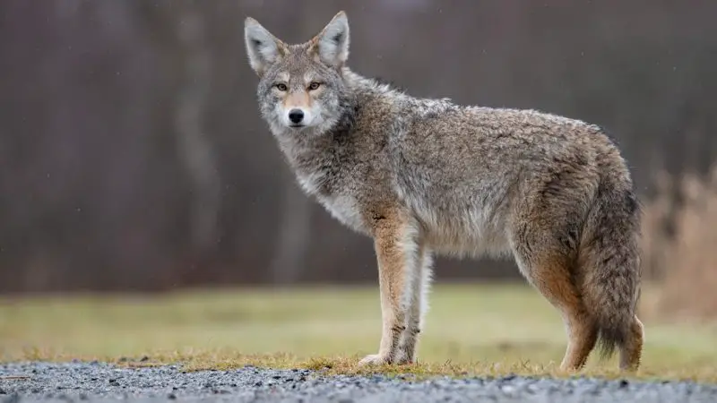 Coyotes in Florida