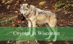 4 Types of Coyotes in Wisconsin (With Pictures and Identification)