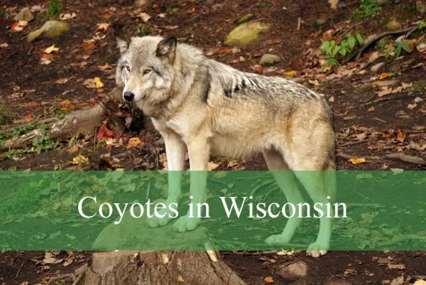 Coyotes in Wisconsin