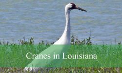 2 Types of Cranes in Louisiana (With Pictures and Identification)