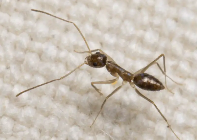 Biting Ants in Virginia