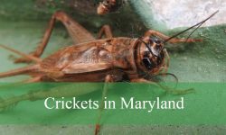 5 Types of Crickets in Maryland (With Pictures and Identification)
