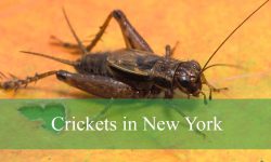10 Most Common Crickets in New York (Pictures and Identification)