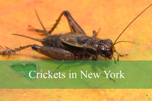 Crickets in New York