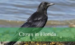 2 Types of Crows in Florida (With Pictures and Identification)
