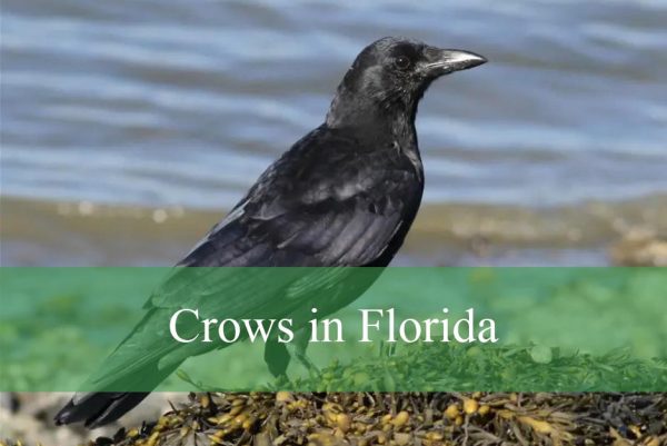 Crows in Florida