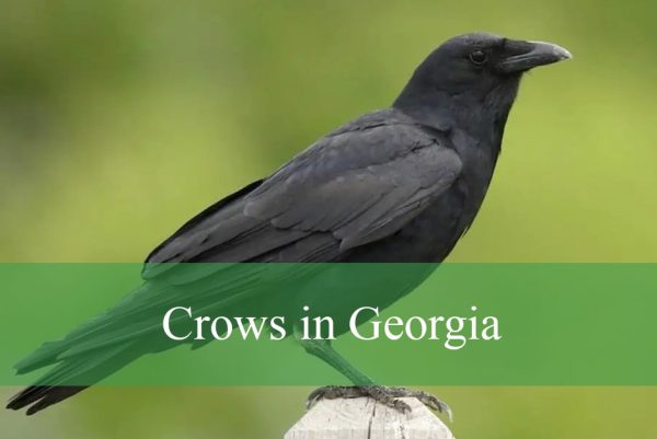 Crows in Georgia