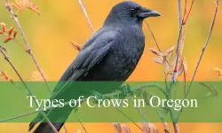 3 Types of Crows in Oregon (Pictures and Identification)