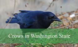 4 Types of Crows in Washington State (Pictures and Identification)
