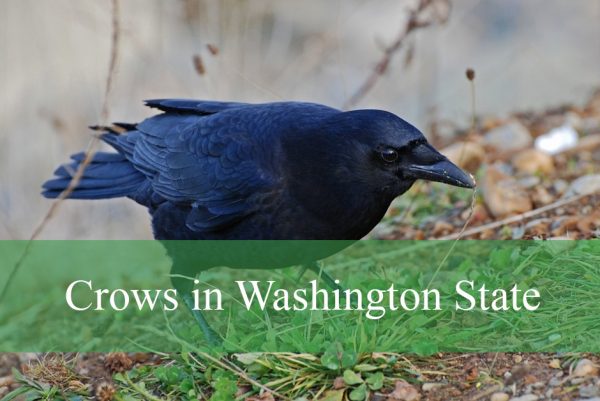 Crows in Washington State