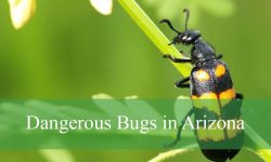 10 Dangerous Bugs in Arizona (With Pictures and Identification)