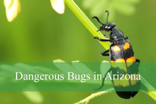 Dangerous Bugs in Arizona
