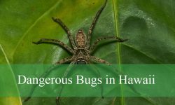 8 Dangerous Bugs in Hawaii (With Pictures and Identification)