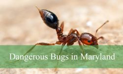 10 Dangerous Bugs in Maryland (With Pictures and Identification)