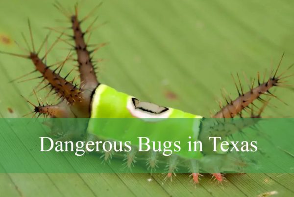 Dangerous Bugs in Texas
