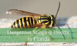 25 Dangerous Stinging Insects in Florida (Pictures and ID Guide)