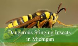 12 Dangerous Stinging Insects in Michigan (Pictures and ID Guide)