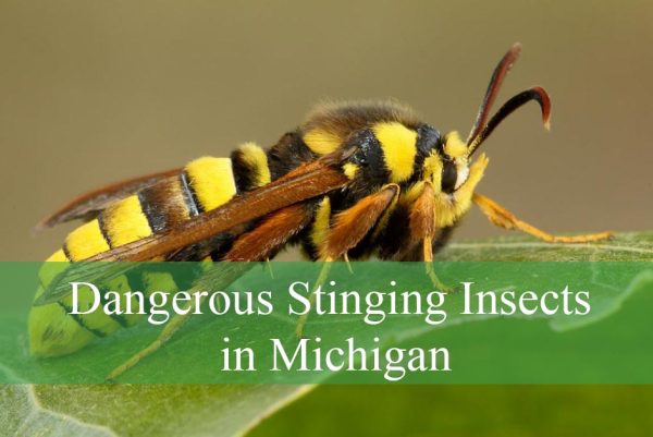 Dangerous Stinging Insects in Michigan