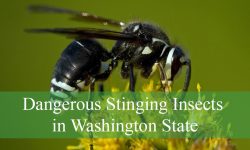12 Dangerous Stinging Insects in Washington State (With Pictures)