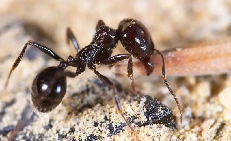 Types of Ants in California