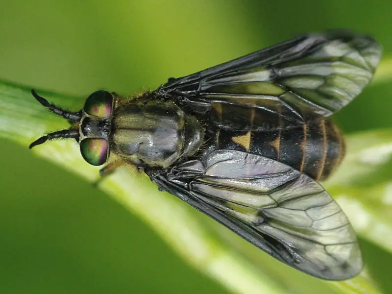 Biting Flies in Florida