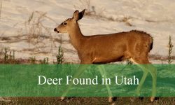 4 Types of Deer in Utah (With Pictures and Identification)