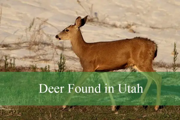 Deer Found in Utah