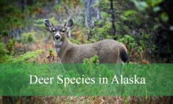 3 Types of Deer in Alaska (With Pictures and Identification)