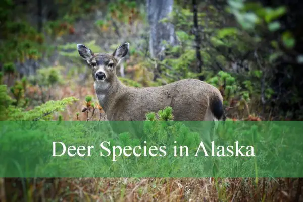 Deer Species in Alaska