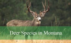 3 Types of Deer in Montana (With Pictures and Identification)