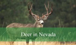 3 Types of Deer in Nevada (With Pictures and Identification)