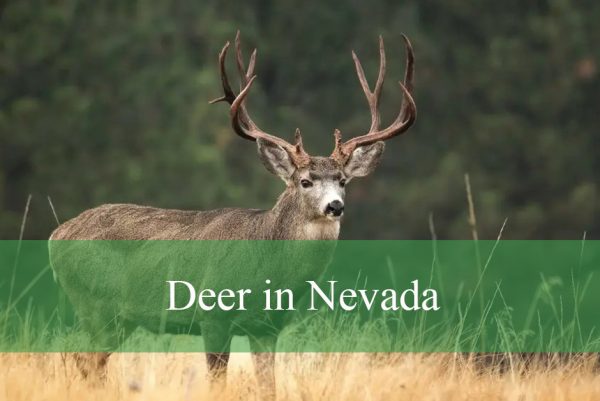 Deer in Nevada