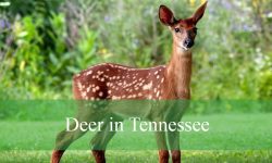 Discover the Deer in Tennessee: Species, Habits, and Identification