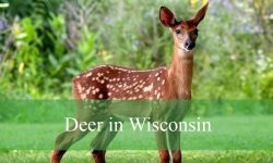 4 Types of Deer in Wisconsin (With Pictures and Identification)