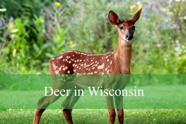 Deer in Wisconsin