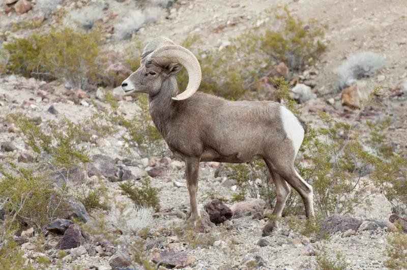 Deer in Nevada