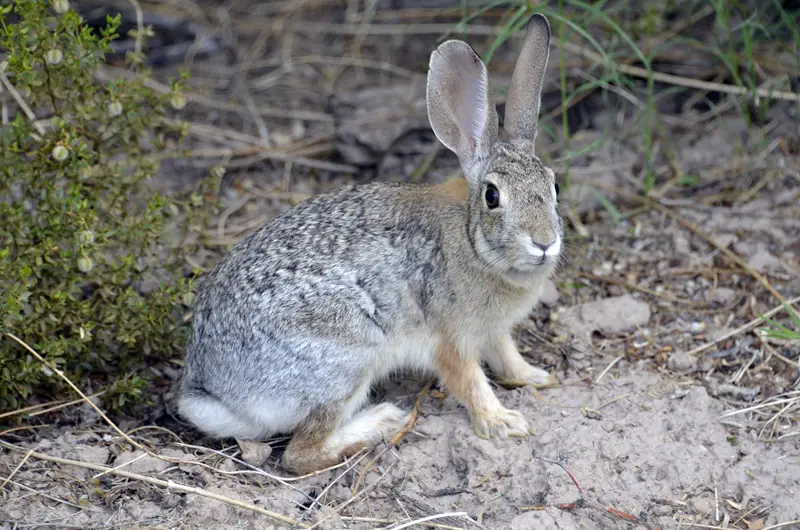 Wild Rabbits in New Mexico