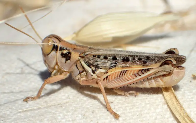 Grasshoppers in Arizona