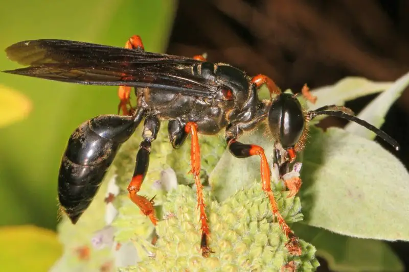 Dangerous Stinging Insects in Washington State