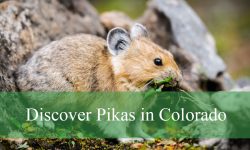 Discover Pikas in Colorado: A Guide to These Alpine Cuties