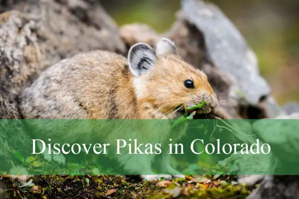 Discover Pikas in Colorado