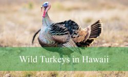 Discovering Wild Turkeys in Hawaii: Secrets of Their Island Habitat