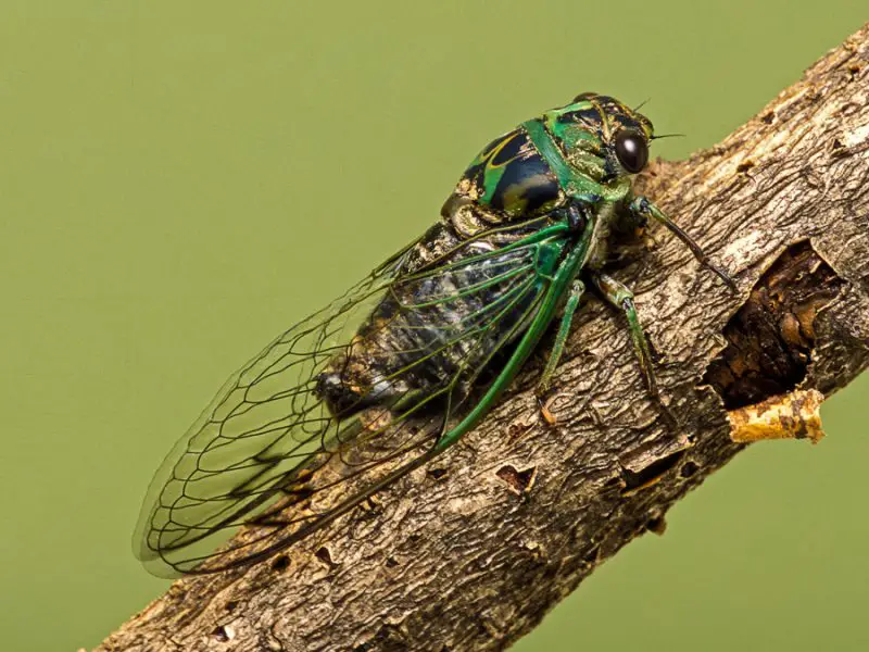 Cicadas in Florida