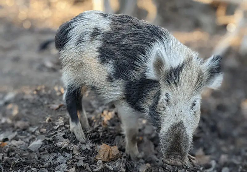 Feral Pigs in California