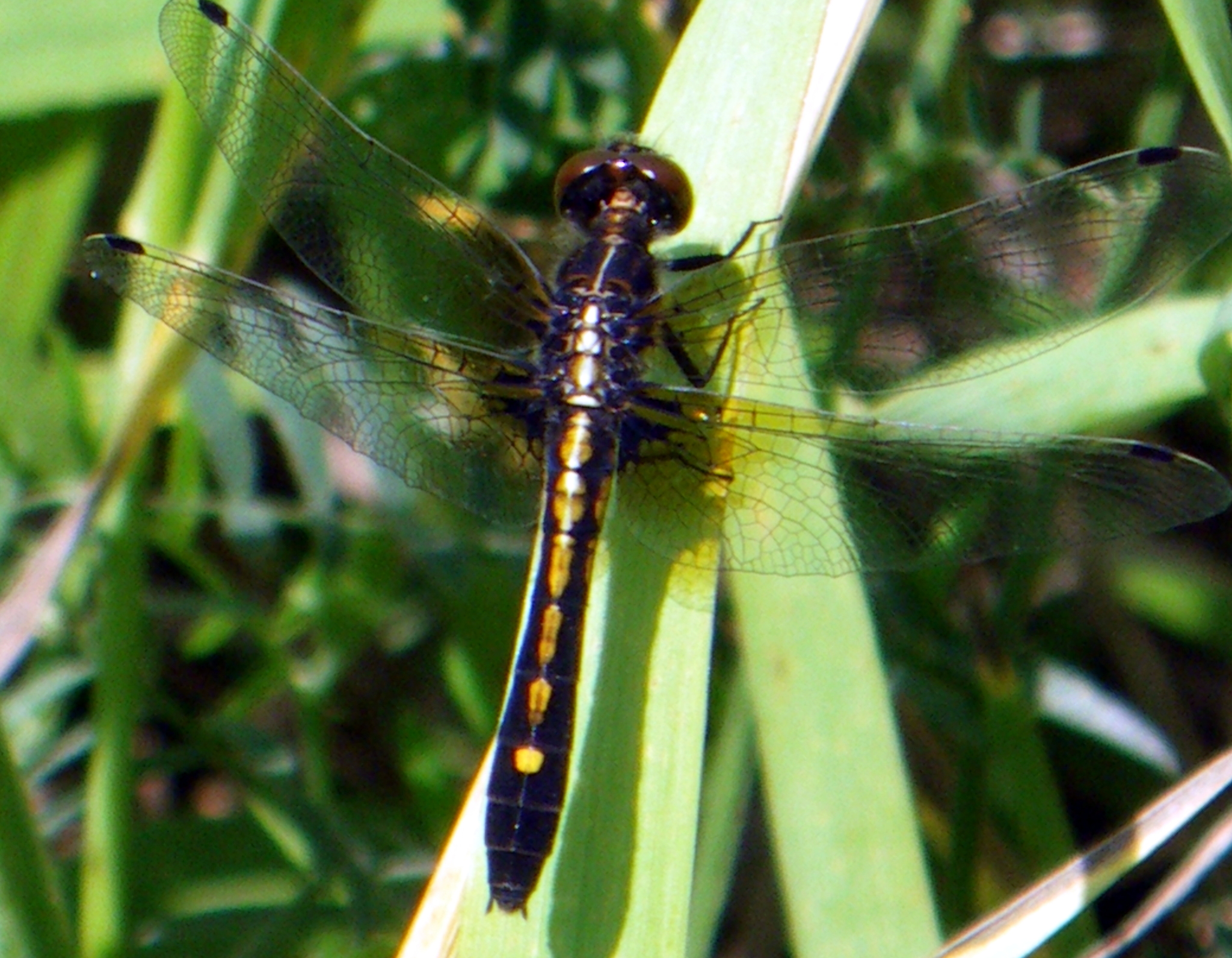 Dragonflies in Illinois