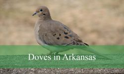6 Types of Doves in Arkansas (With Pictures and Identification)